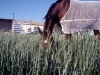 Mai_2007 034